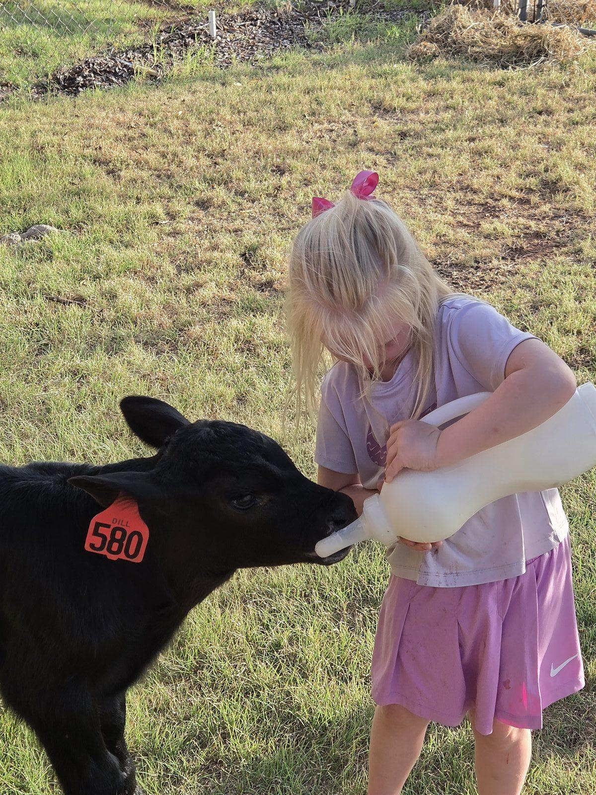 Girl bottle-feeding a calf