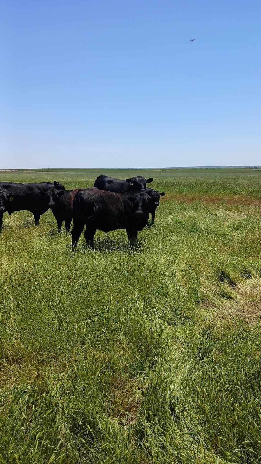 Diamond D cattle grazing on green pasture under a blue sky
