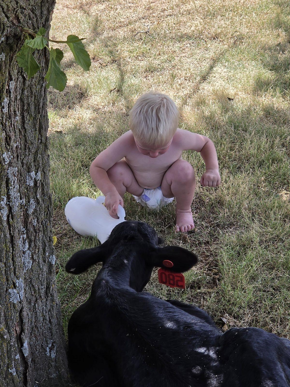 A young child bottle-feeding a calf on the ranch